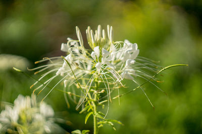 Close-up of white flowering plant