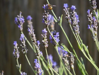 Close-up of purple flowers blooming outdoors