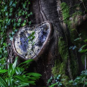 Close-up of tree trunk