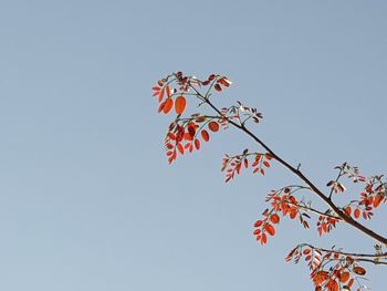 Low angle view of red flowering plant against clear sky