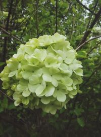 Close-up of white flowers