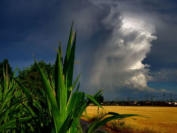 Plants growing on field against sky