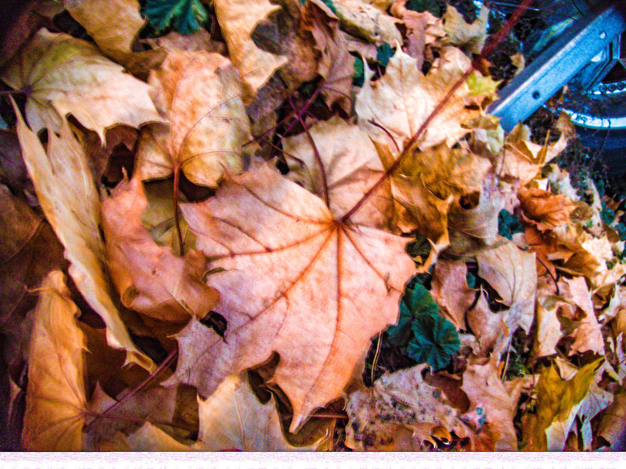 HIGH ANGLE VIEW OF DRY MAPLE LEAVES ON WATER