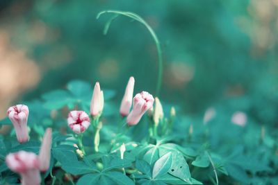 Close-up of flowers blooming outdoors