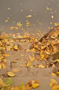 Close-up of fallen leaves in lake