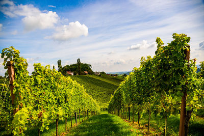 Scenic view of vineyard against sky