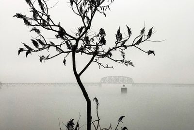 Bare tree by lake against clear sky