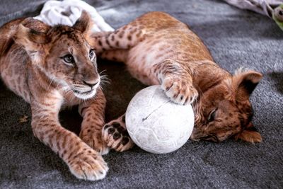 Close-up of lion cubs