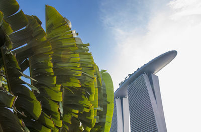Banan tree with high rise building in the background