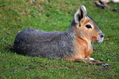 Patagonian mara resting on field