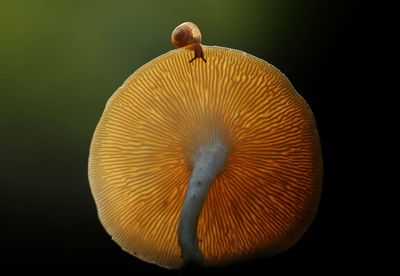 Close-up of mushroom