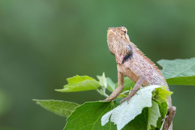 Close-up of a lizard on leaf