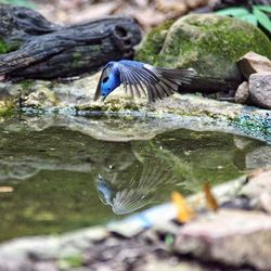 Close-up of bird perching on water