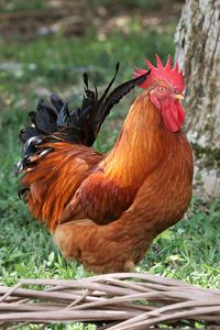 Rooster on field
