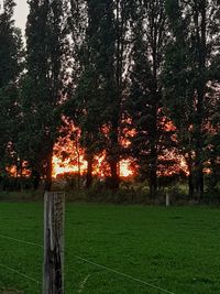 Trees on field against sky