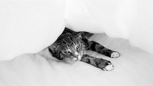 Portrait of cat lying on bed