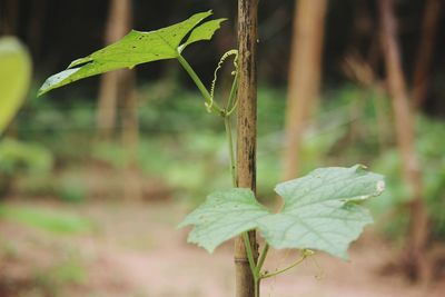 Close-up of fresh green leaf on land