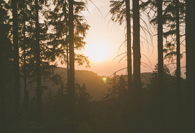 Silhouette trees in forest against sky at sunset