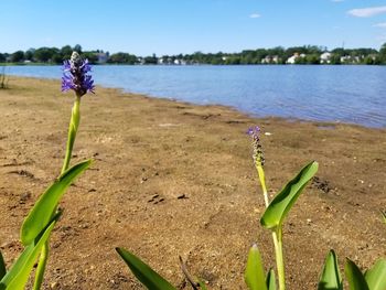 Close-up of crocus flowers against calm lake