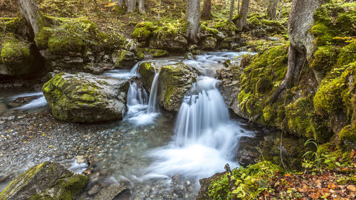 View of waterfall along trees