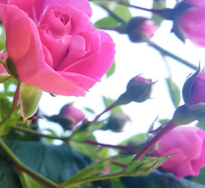 Close-up of pink flowers