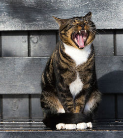 Cat yawning while sitting on park bench