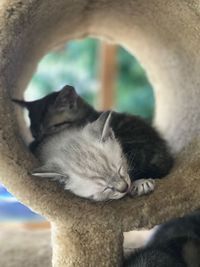 Close-up of cat sleeping