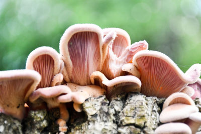 Close-up of mushrooms