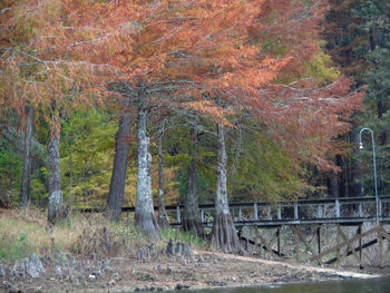 Trees in park during autumn