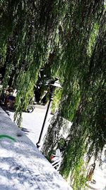 Trees growing in sunlight