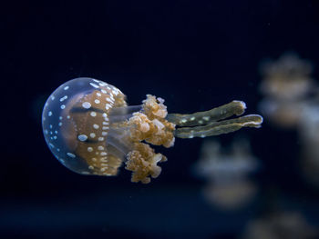 Close-up of jellyfish swimming in sea