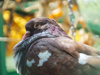 Close-up of owl perching outdoors