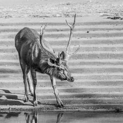 Deer in water