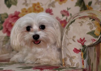 Portrait of maltese sitting on floral sofa at home