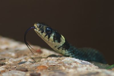 Close-up of snake sticking out tongue