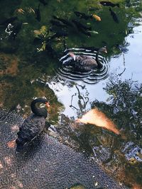 High angle view of duck swimming in lake