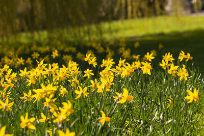 Close-up of yellow flowering plants on field