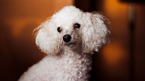 Close-up portrait of dog at home