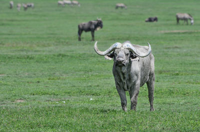 Cow standing in a field