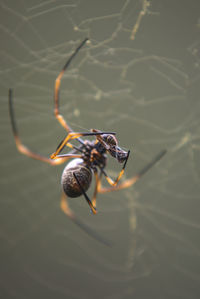 High angle view of insect on lake