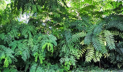 Plants growing on tree