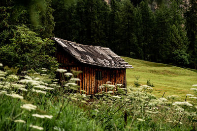 Wooden house on field by trees in forest