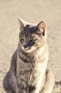 A grey tabby cat looking away from the camera, sitting on asphalt.