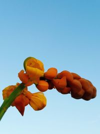 Low angle view of orange flowering plant against clear blue sky