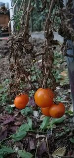 Close-up of orange fruits on tree