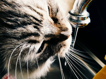Close-up of cat