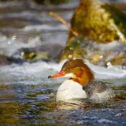 Close-up of duck swimming in lake