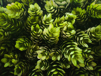 Full frame shot of plants