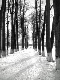 Footpath amidst trees in forest during winter