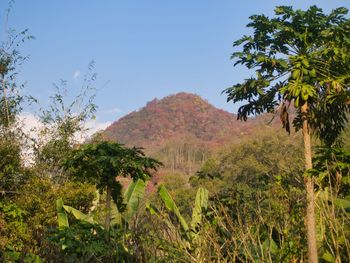 Scenic view of palm trees on landscape against clear sky